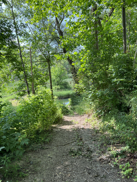 Wetlands Walk